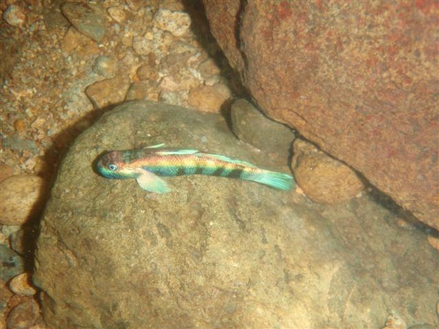 Sicydium plumieri (Bloch, 1786)